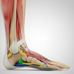 Detailed anatomical illustration of the human foot highlighting tarsus, metatarsus, phalanges, sesamoid bones, dorsum and plantar muscles, Achilles tendon, and key ligaments in color-coded layers for educational clarity.