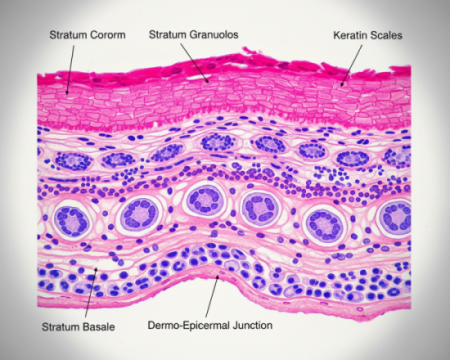 Histological slide view of epidermis layers in skin structure for leather manufacturing