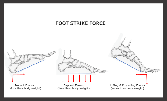 Infographic of three foot stages: Heel strike with red force arrows, midfoot support in blue, and ball propulsion in green, labeled for clarity on a grid background.
