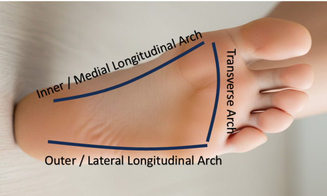 Diagram showing transverse, Medial and Longitudinal arches