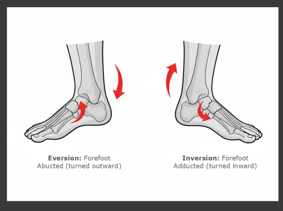 Diagrams of foot inversion and eversion motions