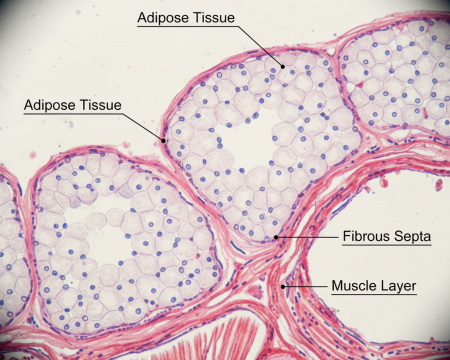 Histological slide view of hypodermis structure and textures in animal skin for leather manufacturing.