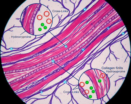 Histological slide view of biochemistry proteins and amino acids in skin for leather production.