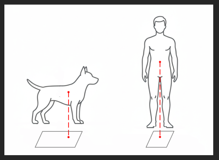 Comparative diagram of body balance in dog vs. human.