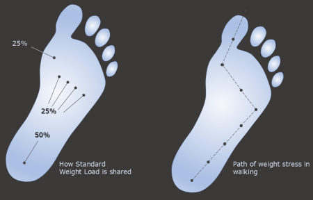 Weight Load Stress: Left Weight distribution on average foot on standing, Right, path of weight stress for average foot on walking