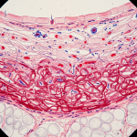 Histological slide view of bovine skin layers cross-section for leather manufacturing