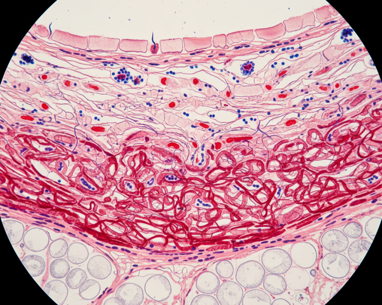 Histological slide view of bovine skin layers cross-section for leather manufacturing