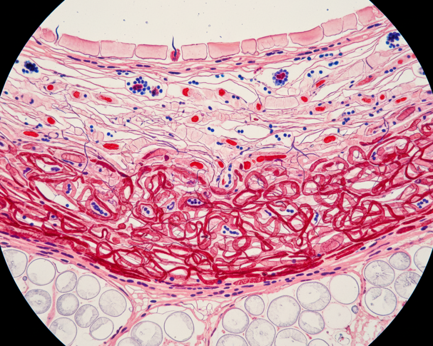 Histological slide view of bovine skin layers cross-section for leather manufacturing