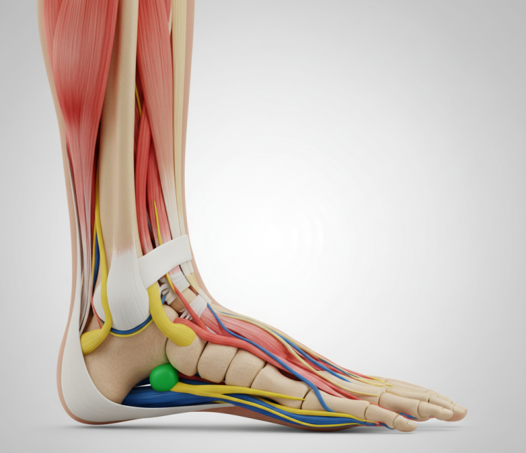 Detailed anatomical illustration of the human foot highlighting tarsus, metatarsus, phalanges, sesamoid bones, dorsum and plantar muscles, Achilles tendon, and key ligaments in color-coded layers for educational clarity.