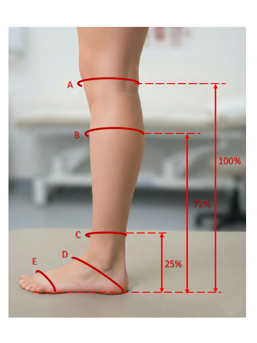 Womens Foot and Leg Measurements for Tall Boot