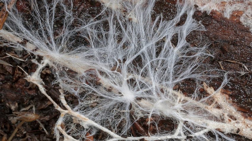 Mycelium